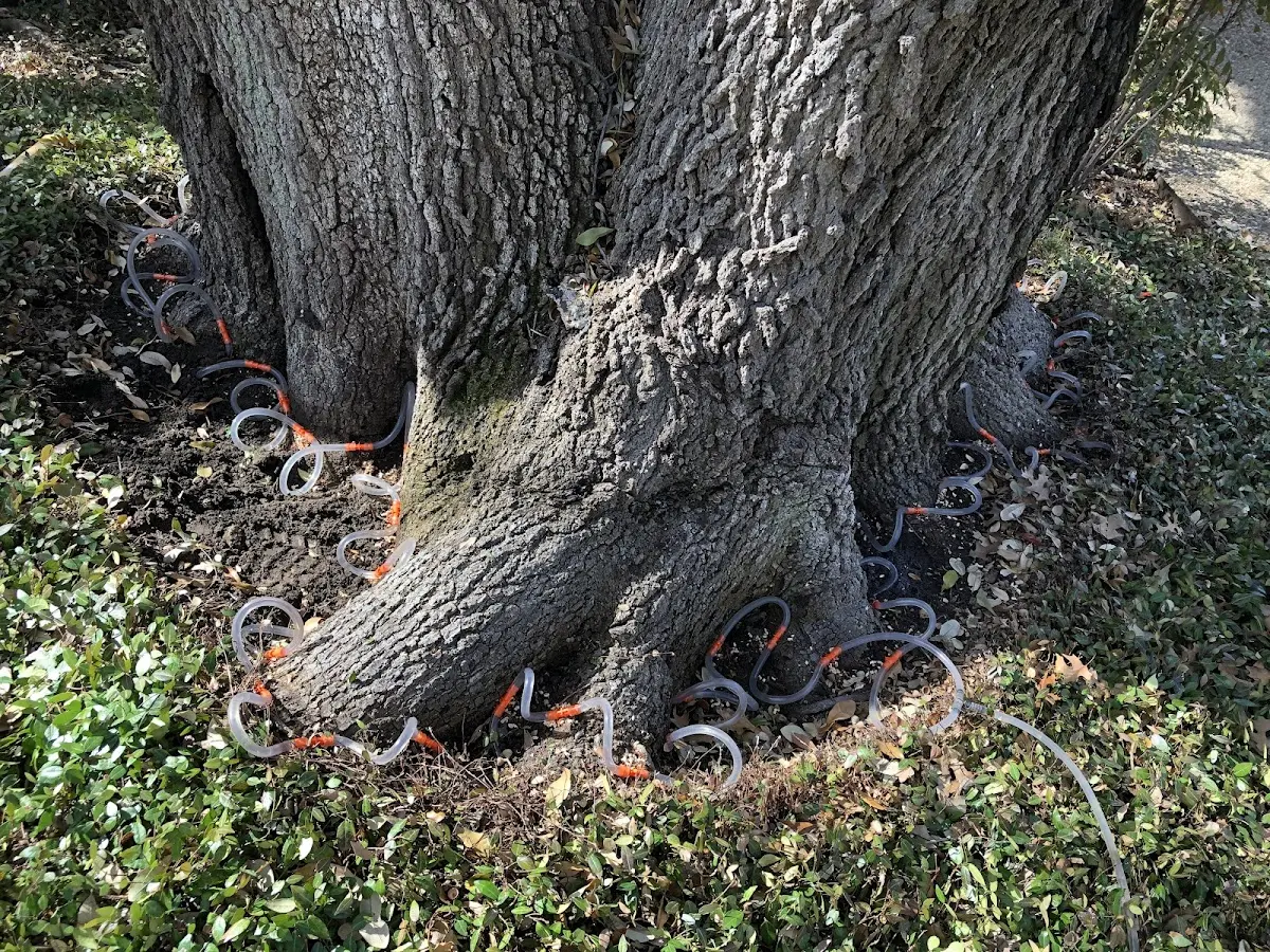 Detailed Tree Cabling and Bracing job site in Andale