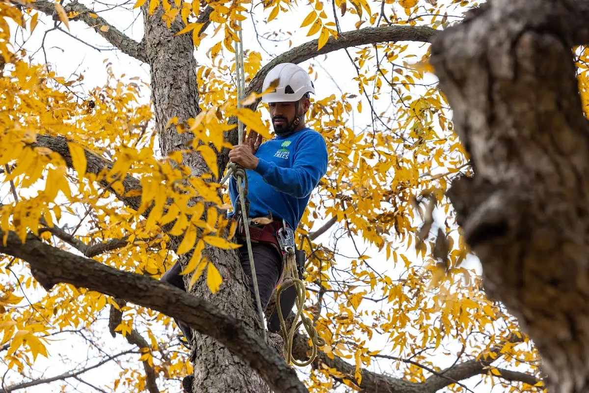 Skilled Storm Damage Cleanup crew working in Andale