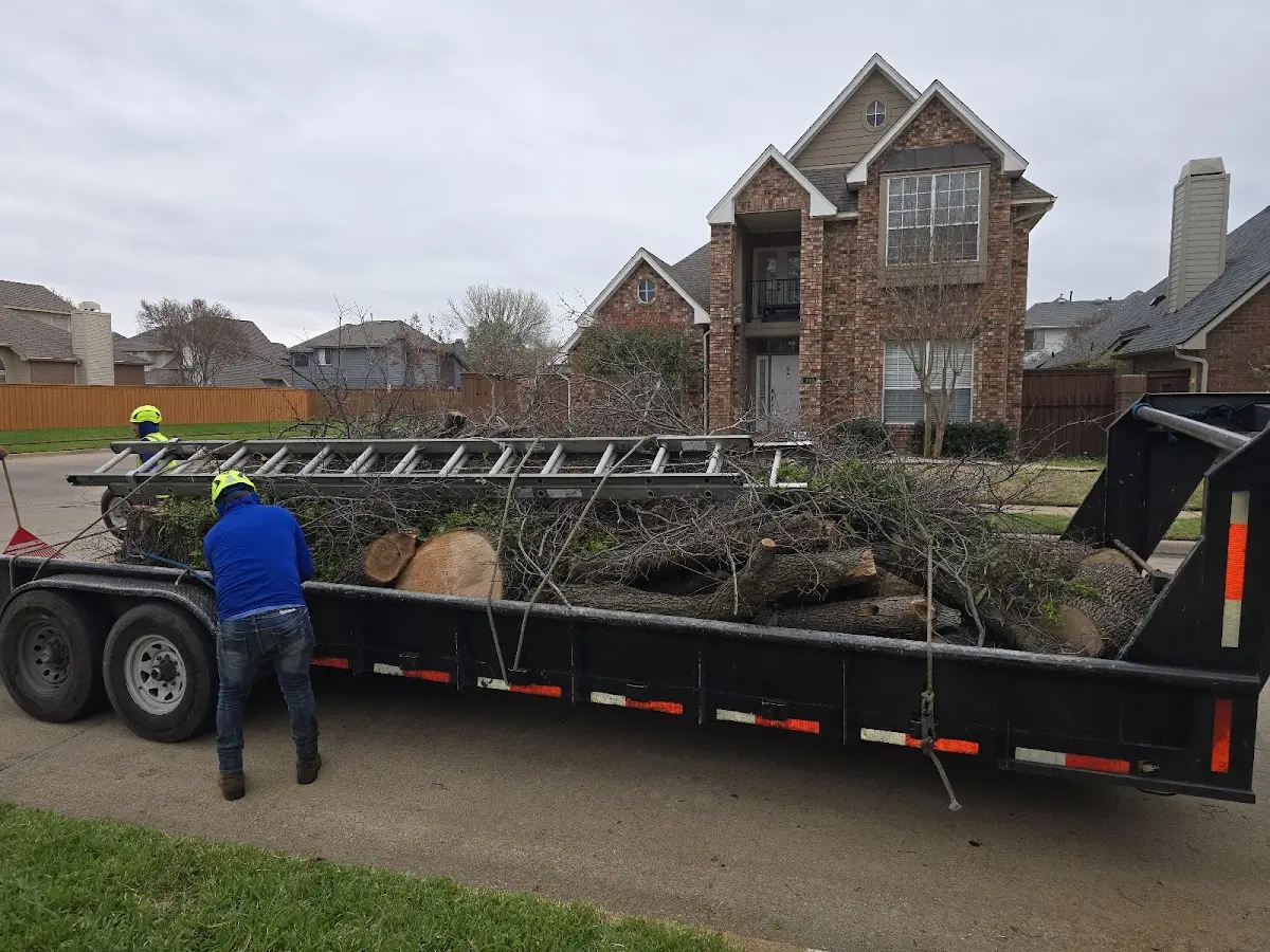 Expert Tree Pest Control with proper safety equipment in Andale